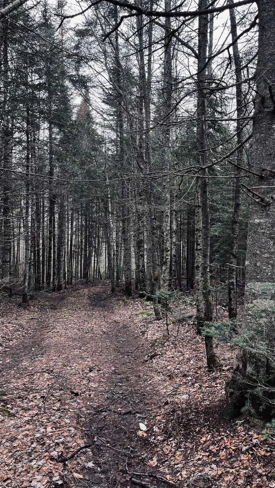 0 Shadow Lake Road Glover VT 05839