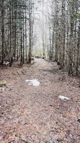 0 Shadow Lake Road Glover VT 05839