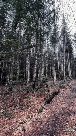 0 Shadow Lake Road Glover VT 05839