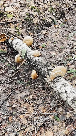 0 Shadow Lake Road Glover VT 05839