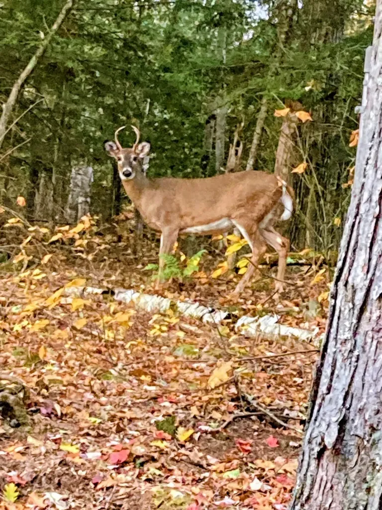 5 Windgate Terrace Haverhill NH 03785