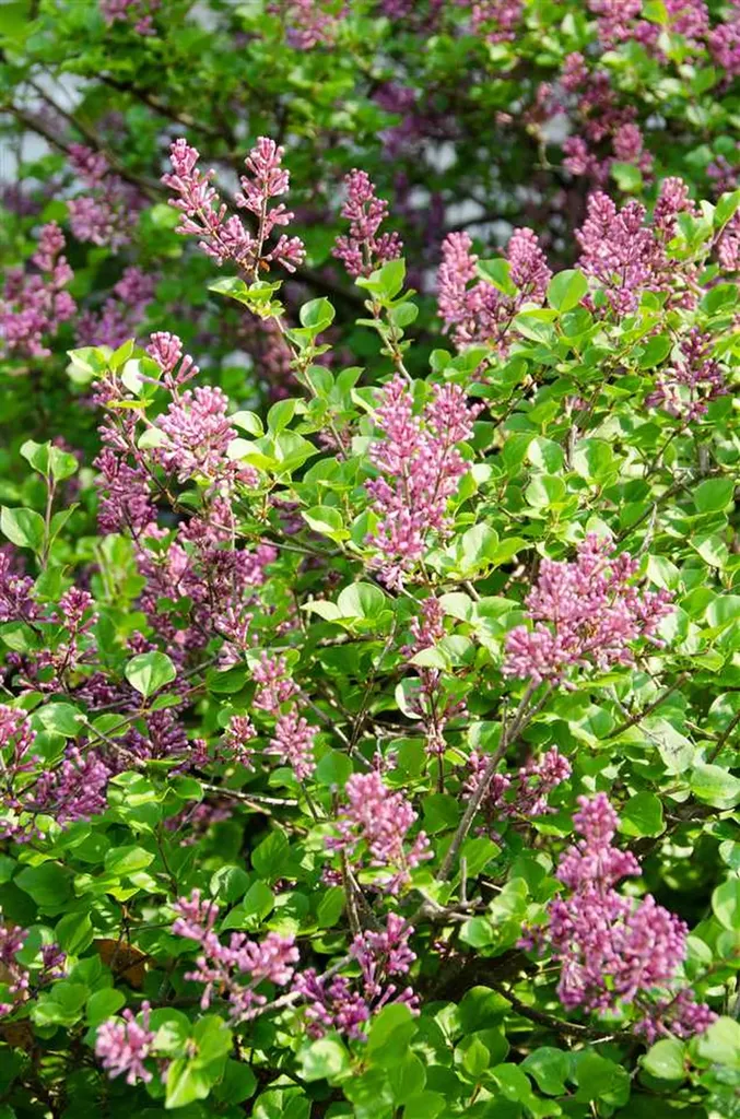 6 Mottau Drive Lyndeborough NH 03082