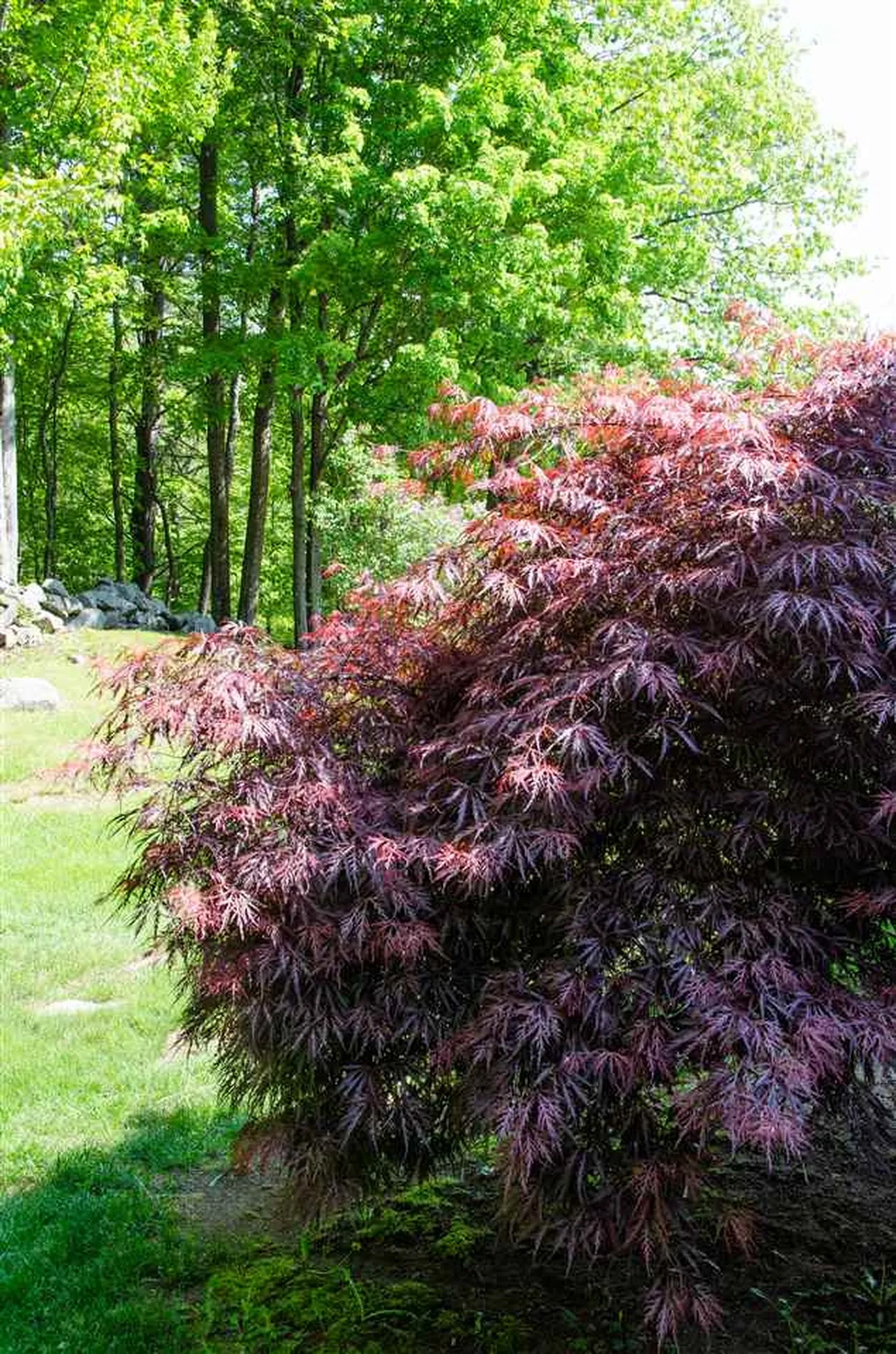 6 Mottau Drive Lyndeborough NH 03082