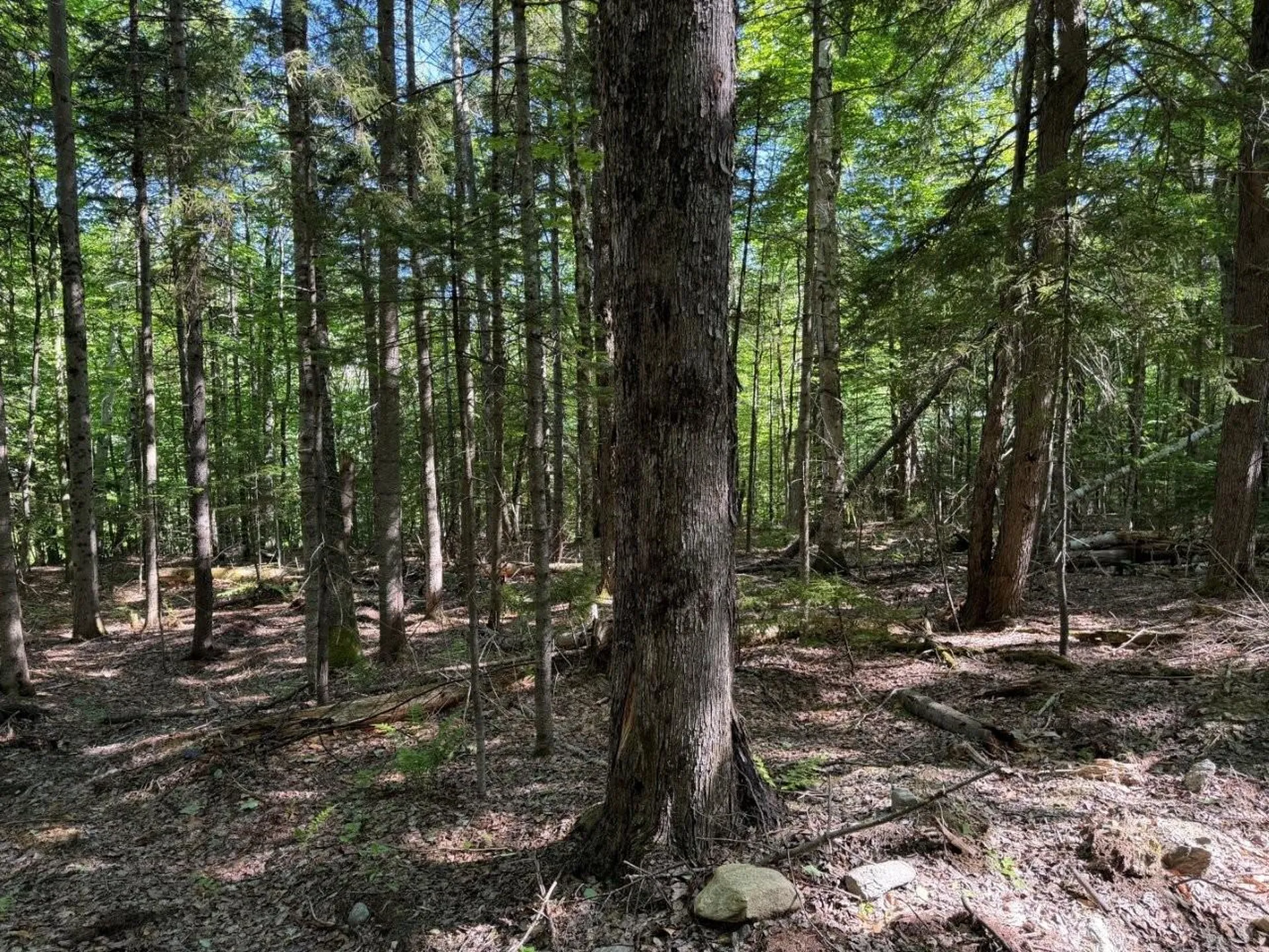 311 Beechwood Lane Peru VT 05152