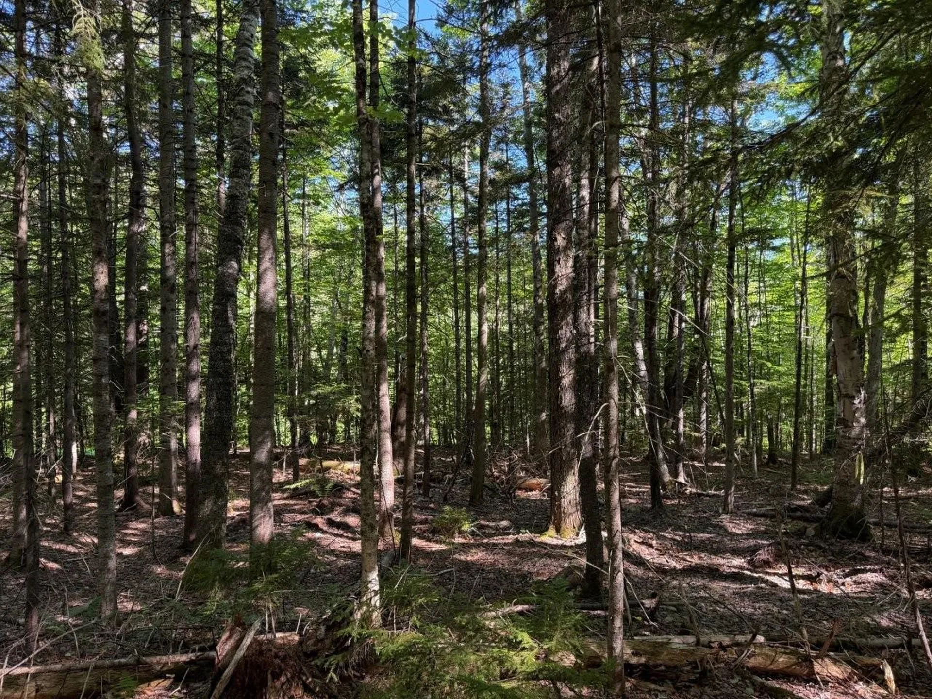 311 Beechwood Lane Peru VT 05152