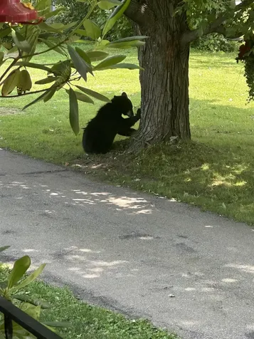 704 Hillside Avenue Berlin NH 03570