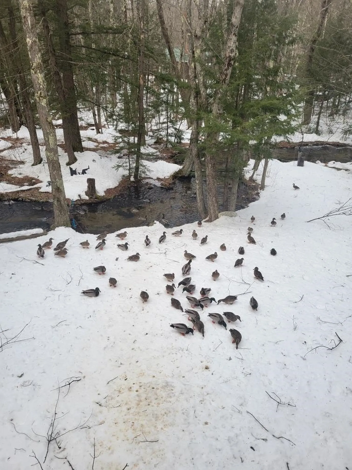 1974 New Hampshire Route 16 Albany NH 03818