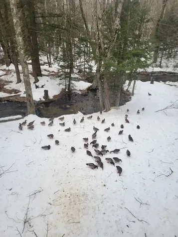 1974 New Hampshire Route 16 Albany NH 03818