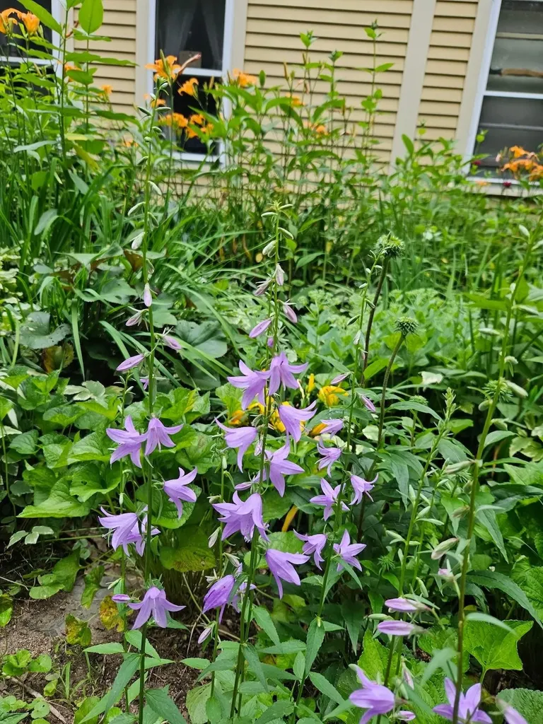 24 Willaby Colby Lane Warner NH 03278