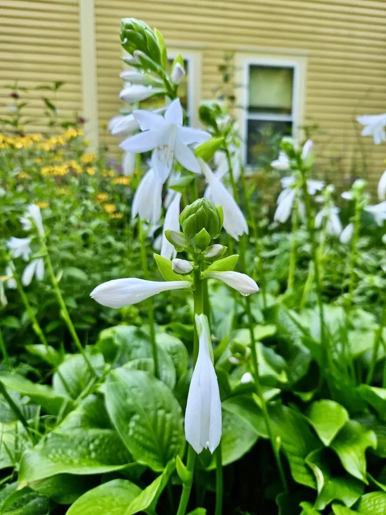 24 Willaby Colby Lane Warner NH 03278