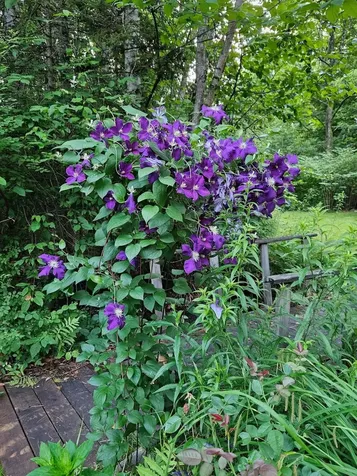 24 Willaby Colby Lane Warner NH 03278