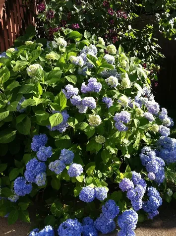 25 Robinhood Road Nashua NH 03062