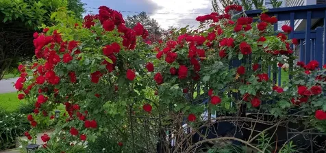 25 Robinhood Road Nashua NH 03062