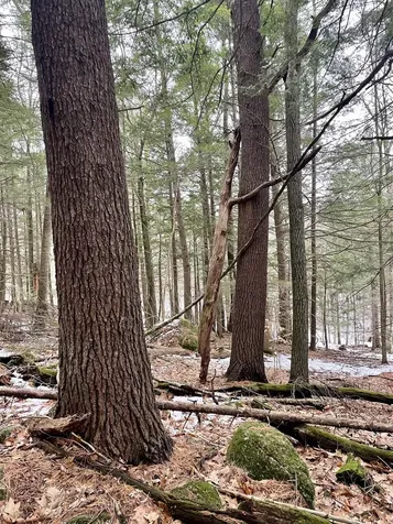 332 Gleason Falls Road Hillsborough NH 03244