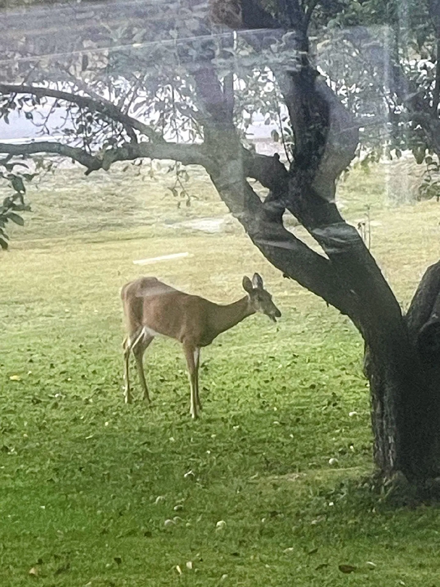 819 Eastside Road Woodstock NH 03262