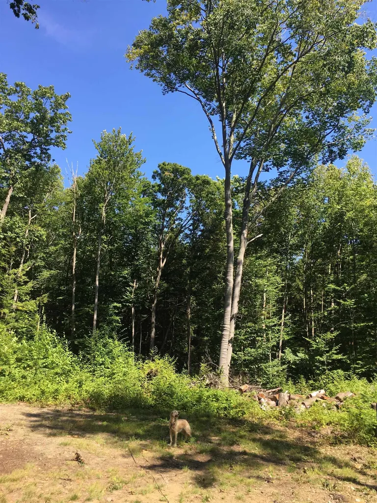 Lot 2 South Pine Banks Road Putney VT 05346