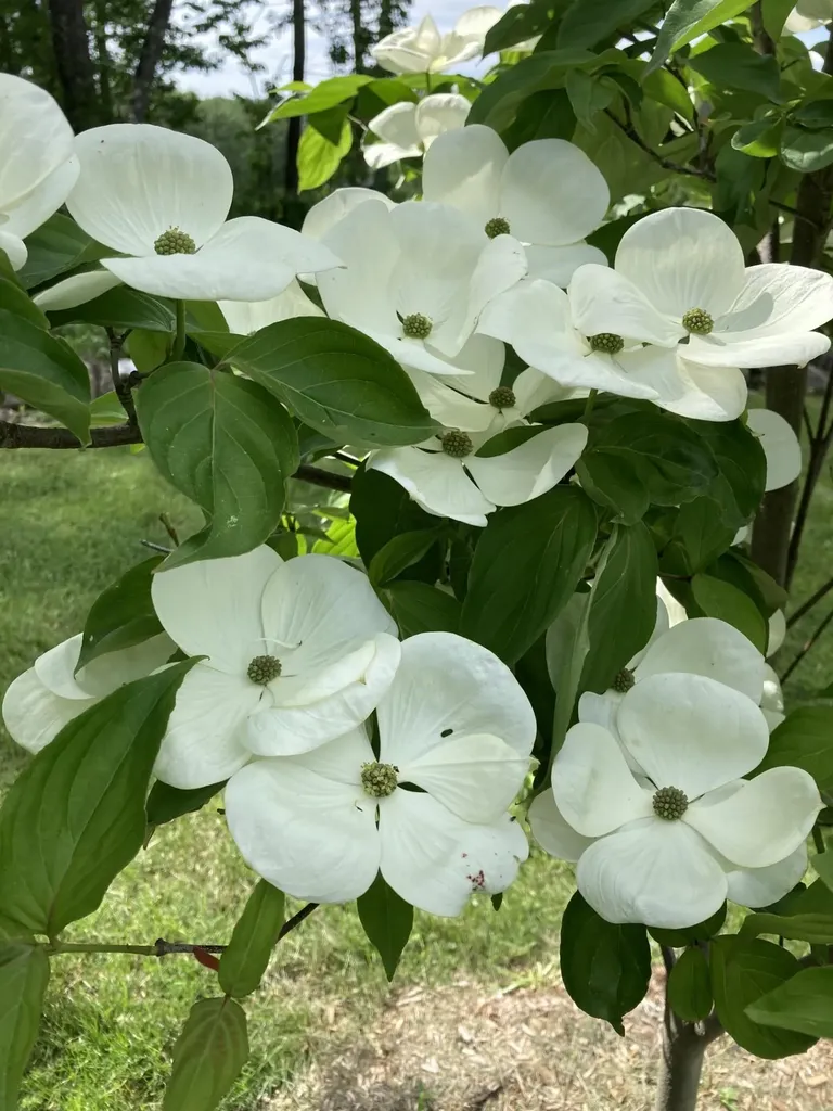 101 Wentworth Road Walpole NH 03608