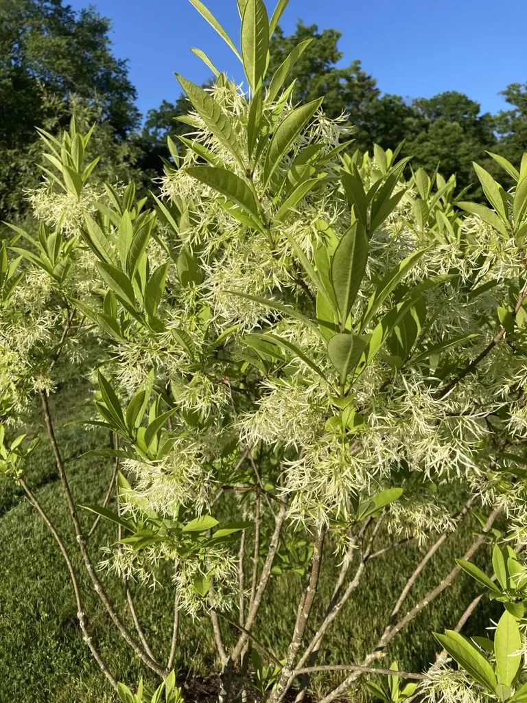 101 Wentworth Road Walpole NH 03608