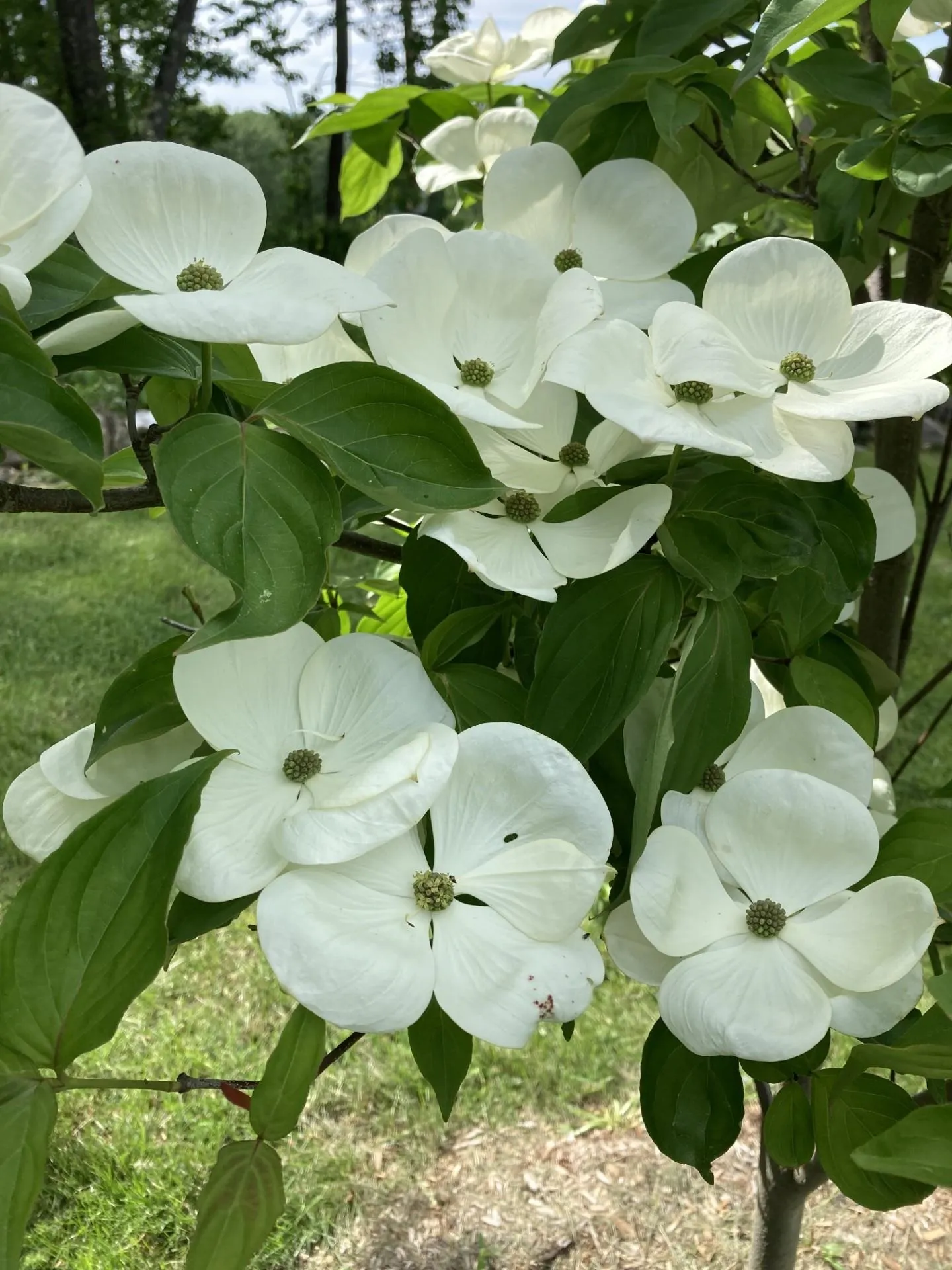 101 Wentworth Road Walpole NH 03608