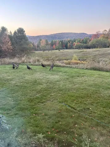 3614 Creek Road Albany VT 05820