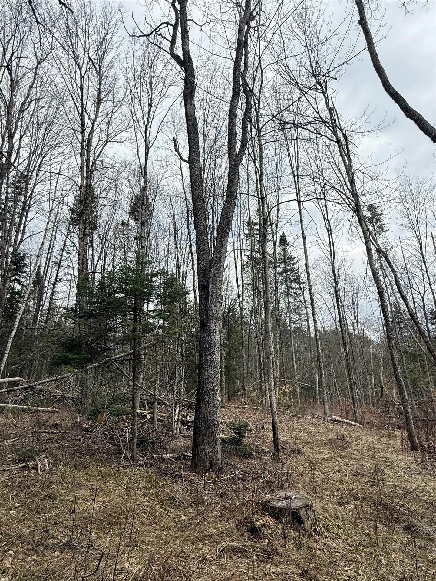 00 Wheelock Road Sutton VT 05867