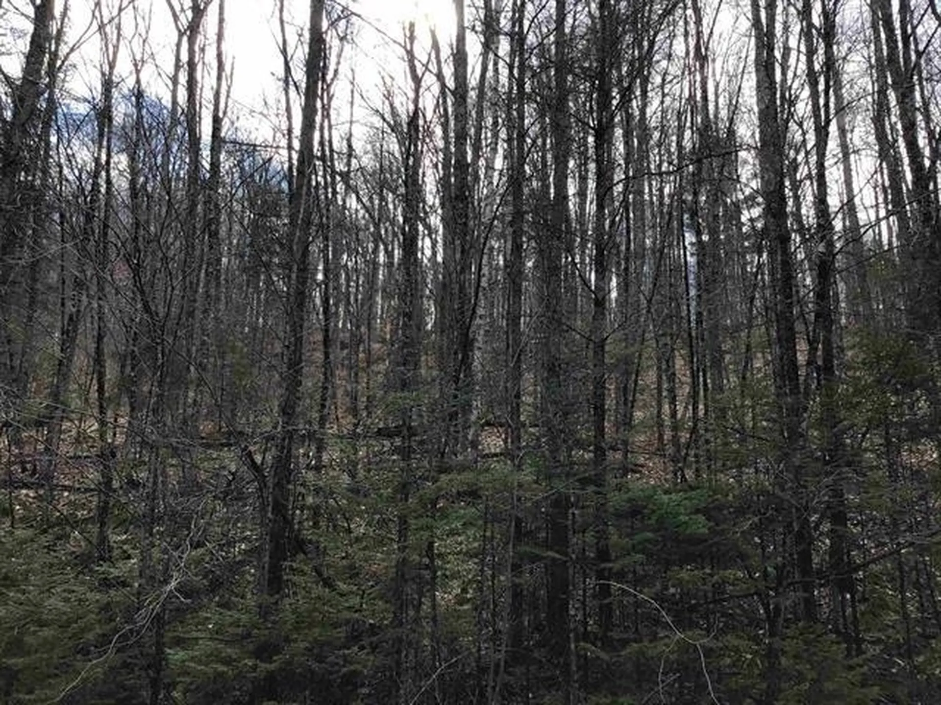 00 Williamstown Road Washington VT 05675