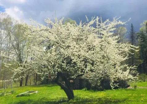 1422 Cabot Road Woodbury VT 05681