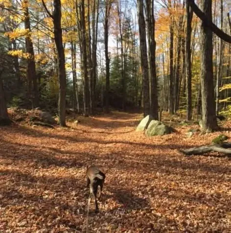 1422 Cabot Road Woodbury VT 05681