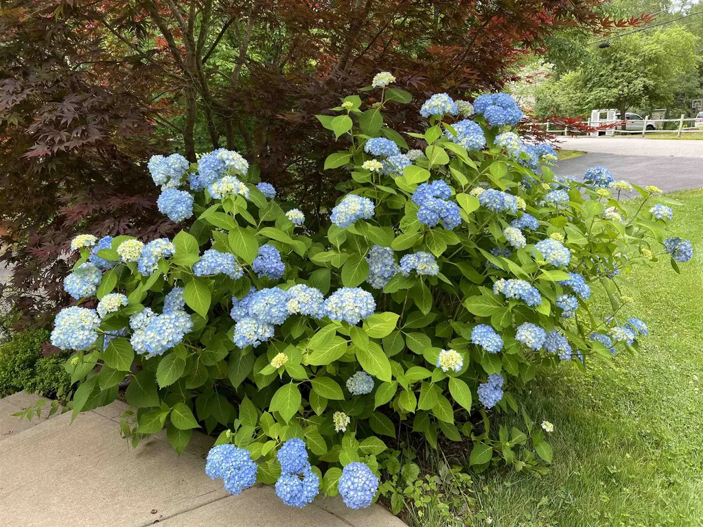 7 Birchwood Drive Derry NH 03038