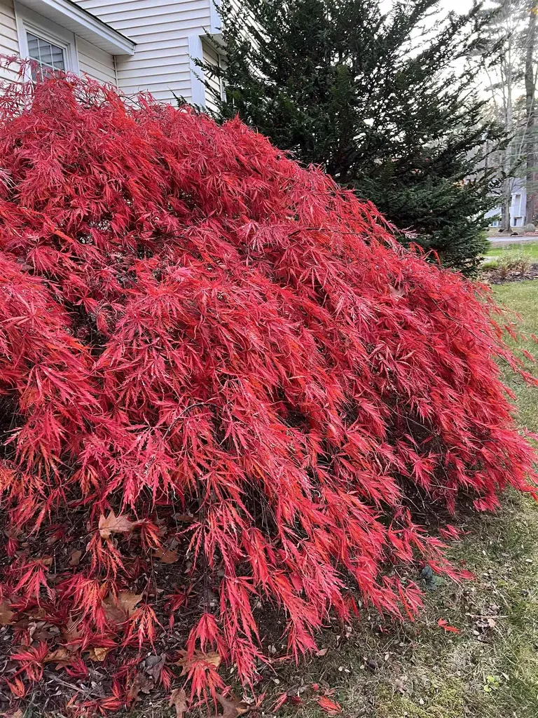 7 Birchwood Drive Derry NH 03038