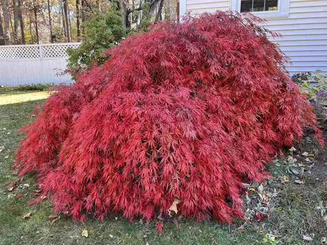 7 Birchwood Drive Derry NH 03038