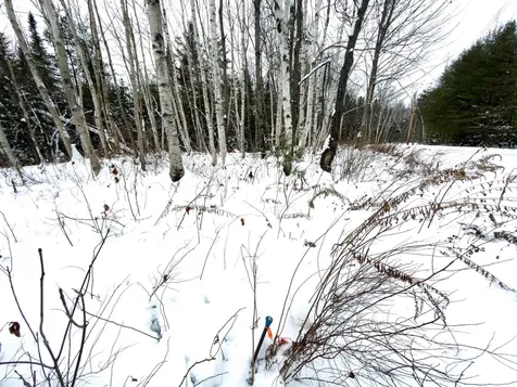 40 Bear Paw Trail Littleton NH 03561