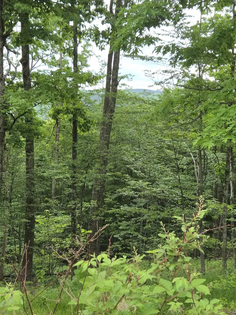 1046 Kings Highway Stoddard NH 03464