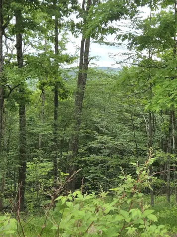 1046 Kings Highway Stoddard NH 03464
