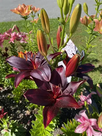 85 Breezy Acres Drive Vernon VT 05354