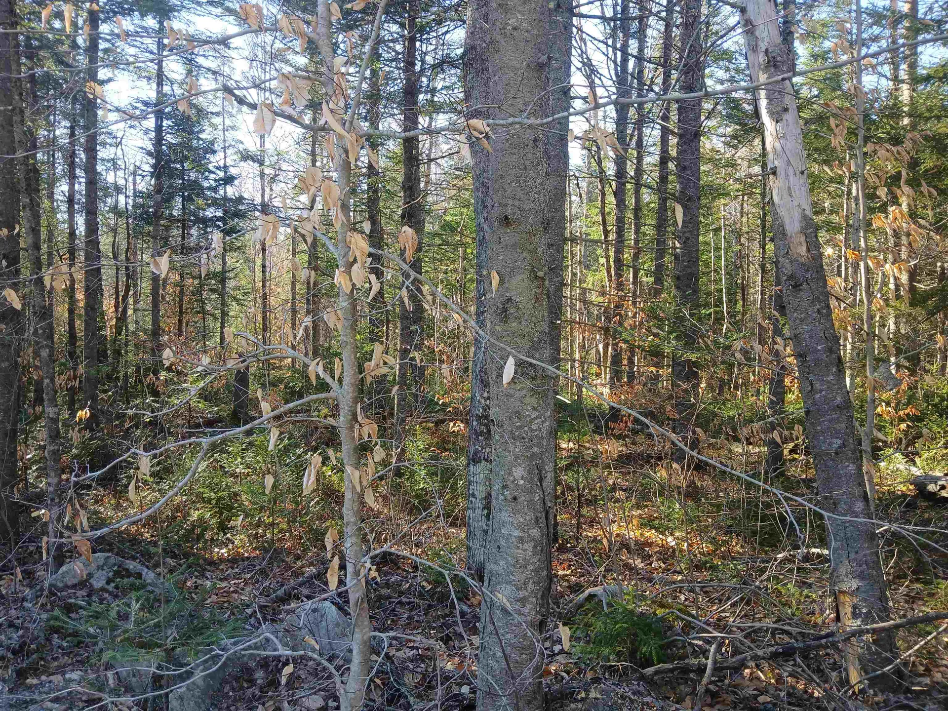 LOT#47-3 Grafton Pond Road Enfield NH 03748