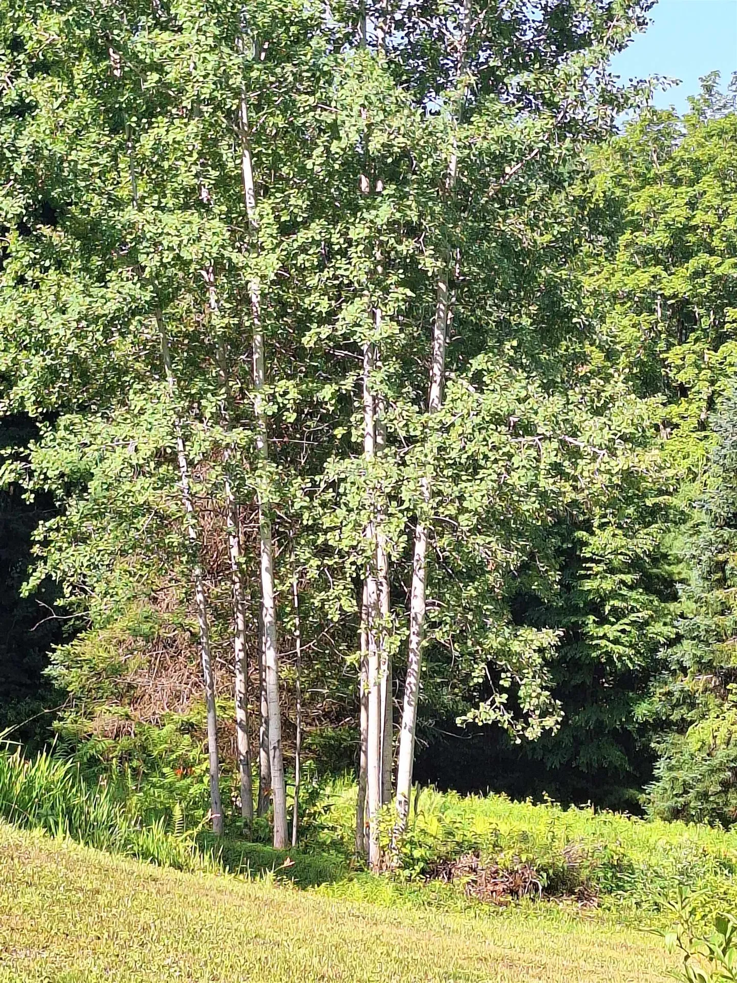 521 County Road Walpole NH 03608