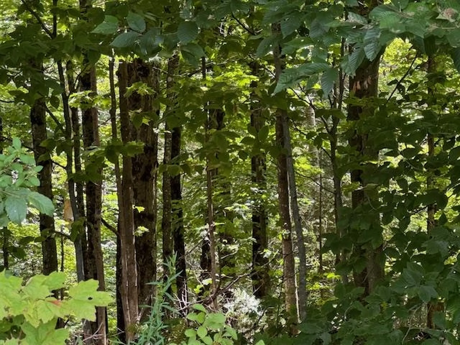 Vt Route 14 Albany VT 05820