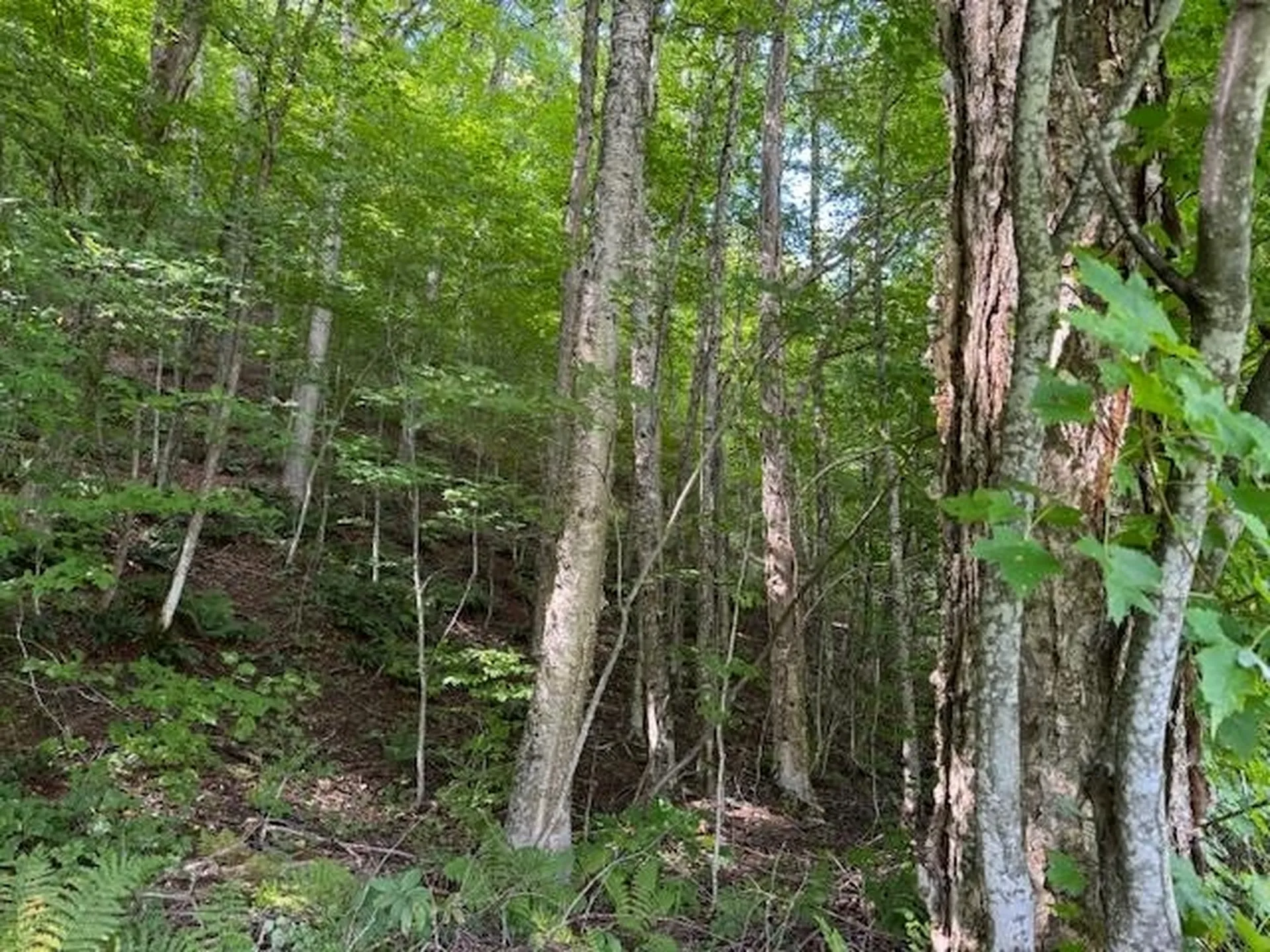 Vt Route 14 Albany VT 05820