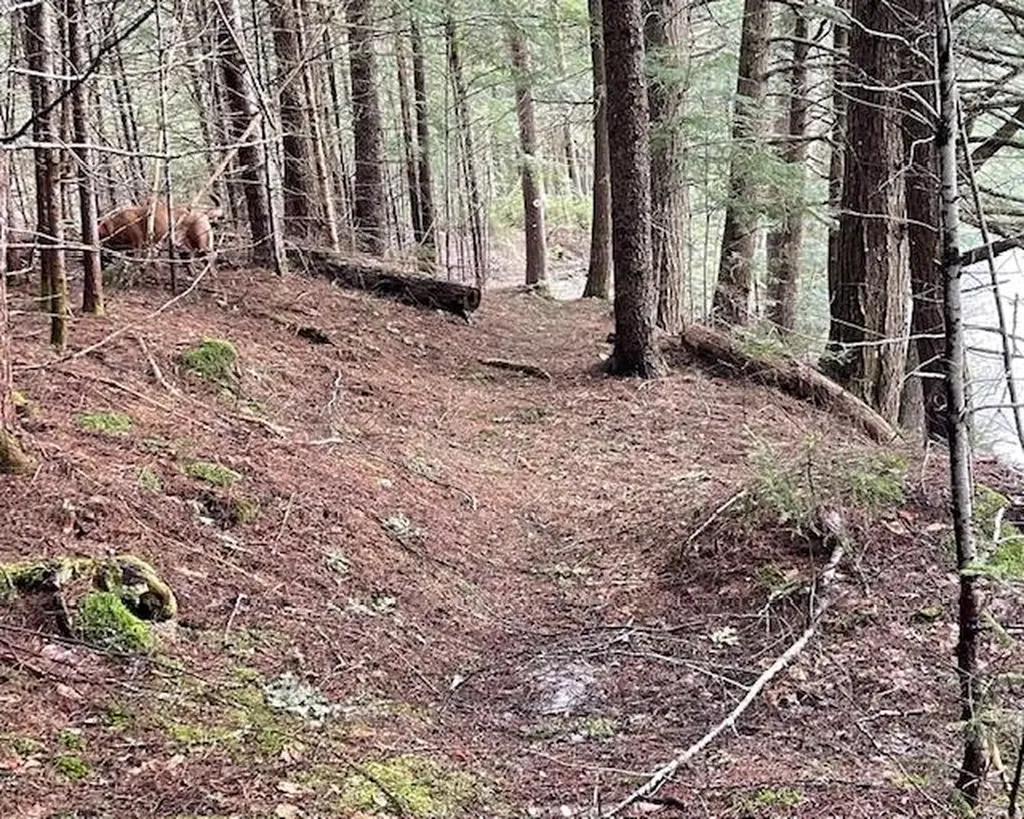 191 Pingree Park Lane Londonderry VT 05148