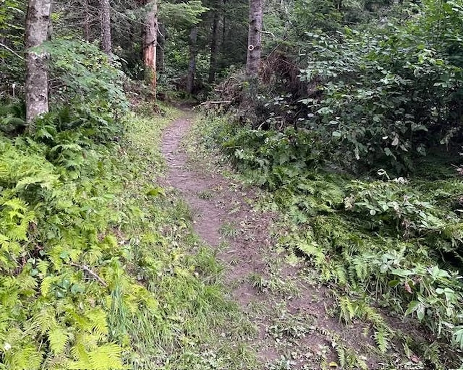 191 Pingree Park Lane Londonderry VT 05148