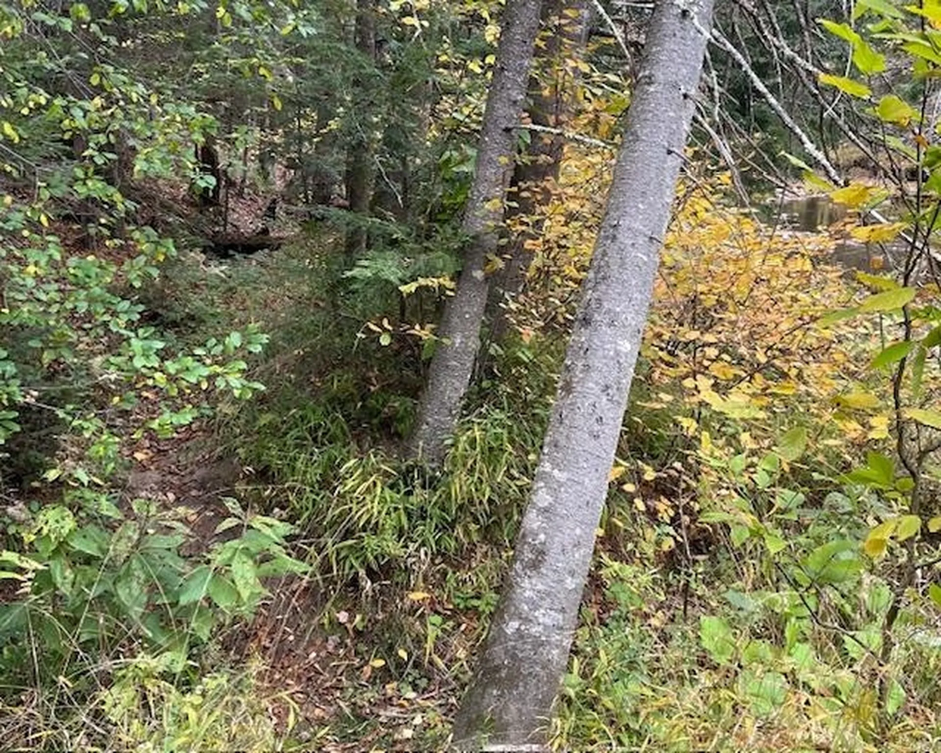 191 Pingree Park Lane Londonderry VT 05148