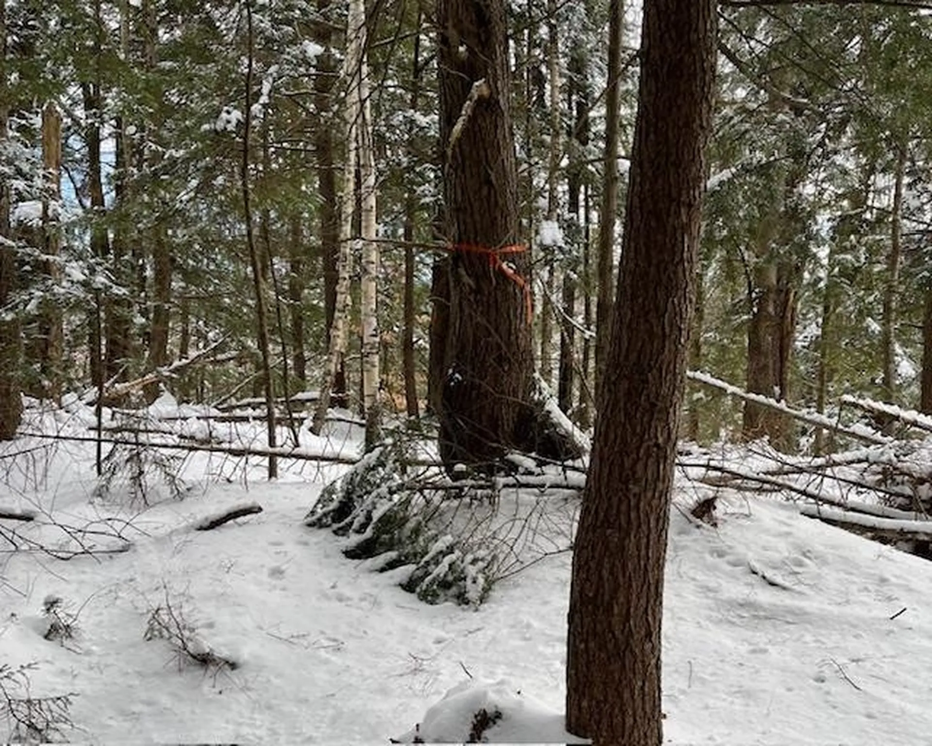 191 Pingree Park Lane Londonderry VT 05148