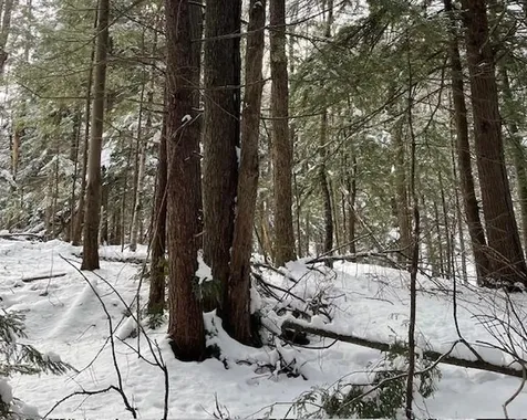 191 Pingree Park Lane Londonderry VT 05148