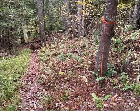 191 Pingree Park Lane Londonderry VT 05148