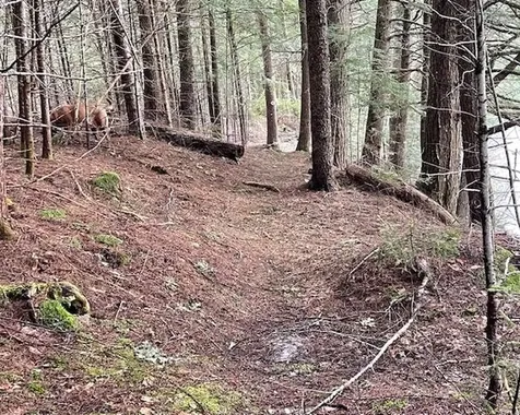 191 Pingree Park Lane Londonderry VT 05148