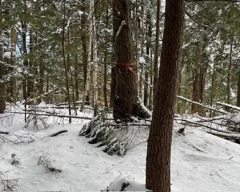 191 Pingree Park Lane Londonderry VT 05148