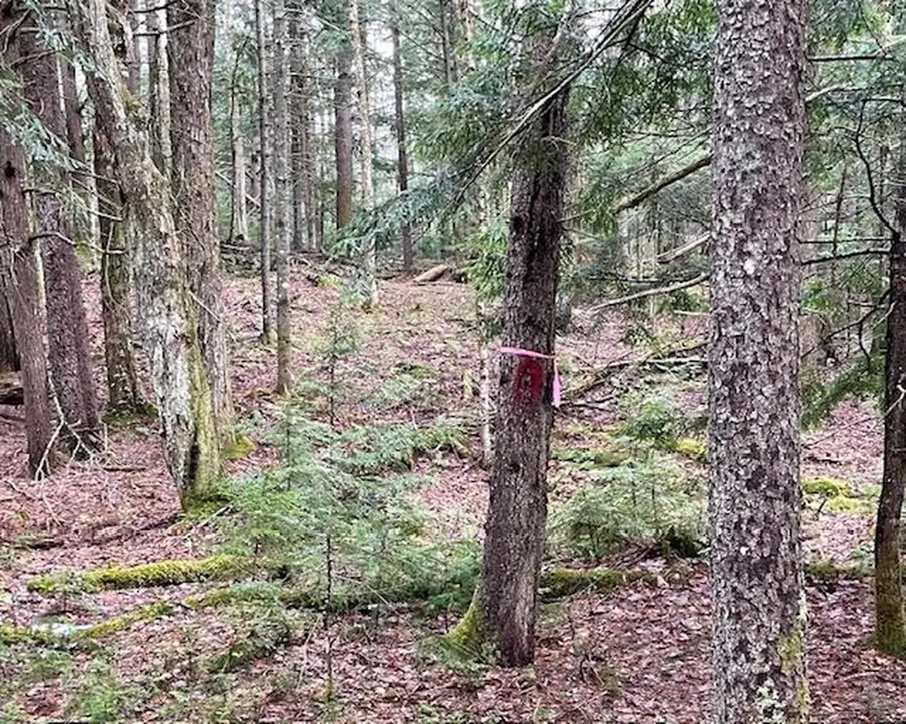 192 Pingree Park Lane Londonderry VT 05148