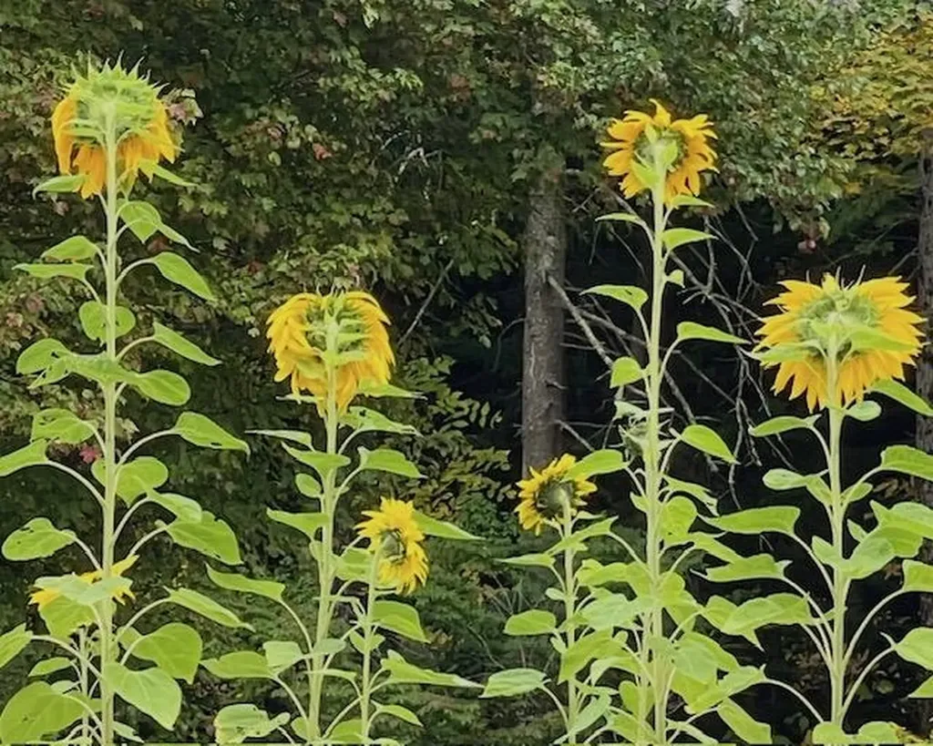 192 Pingree Park Lane Londonderry VT 05148