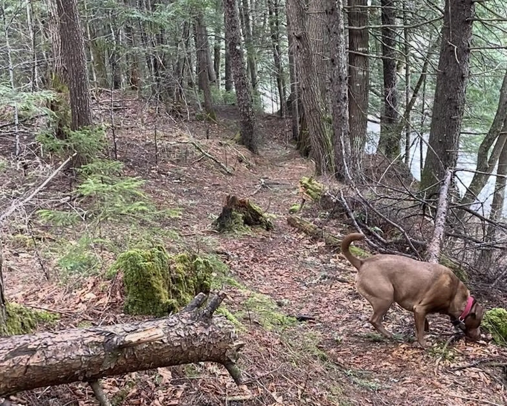 192 Pingree Park Lane Londonderry VT 05148